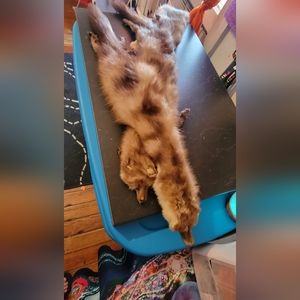 VINTAGE Miller and Rhodes Fox Fur Stole